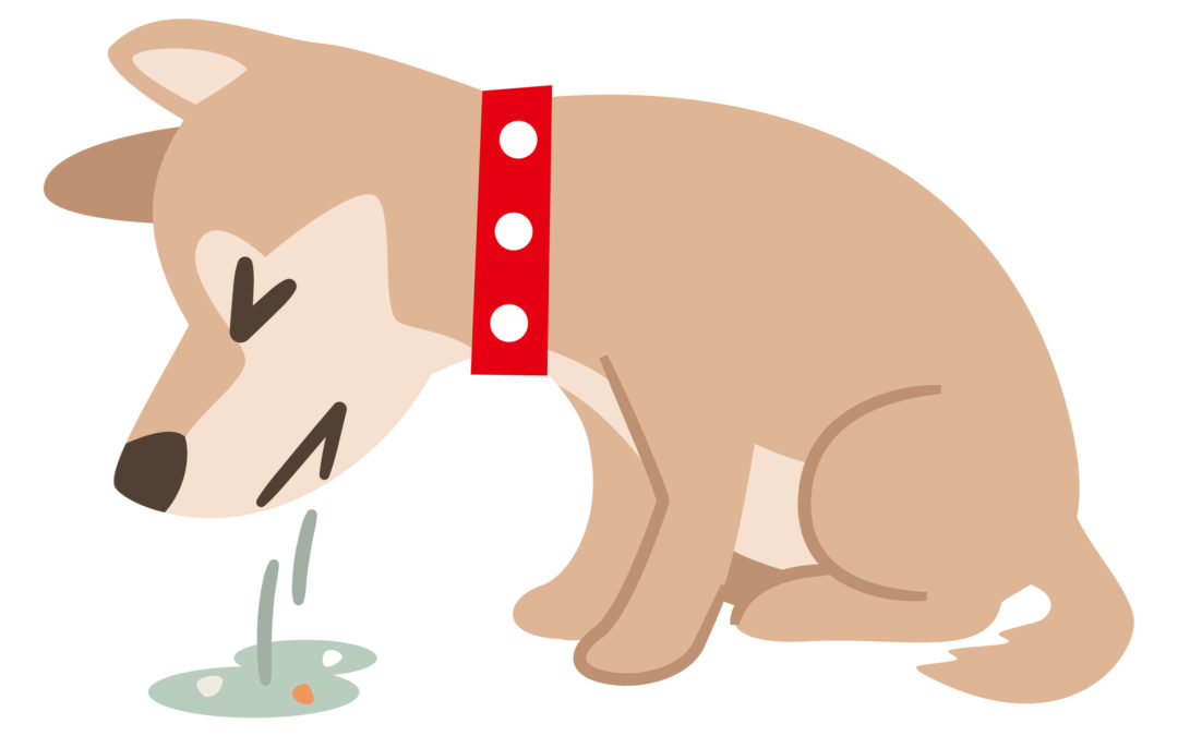 Yucky Tummy: Why Is My Dog Throwing Up?