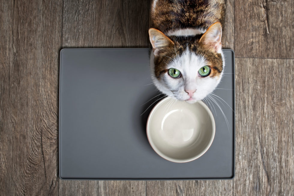 Should You Change Your Cat’s Food? Union Lake Veterinary Hospital