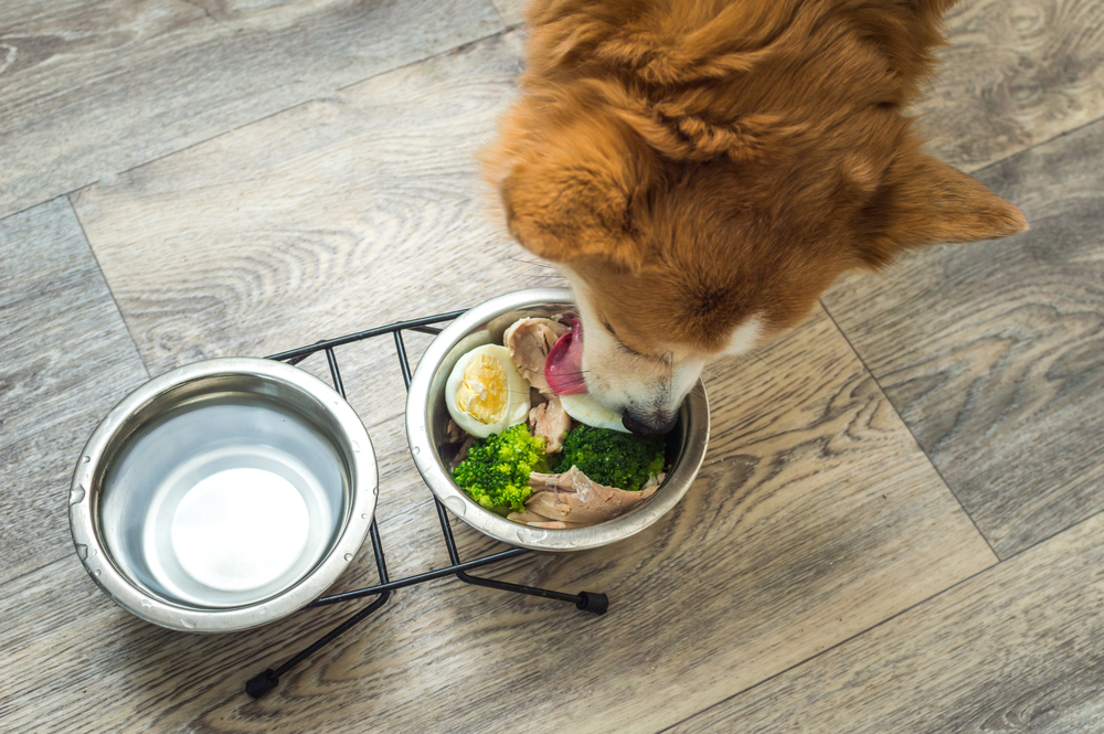 Tasty and Nutritious: Superfoods for Dogs