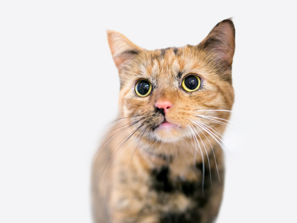 Why Are My Cat’s Eyes Dilated? – Union Lake Veterinary Hospital