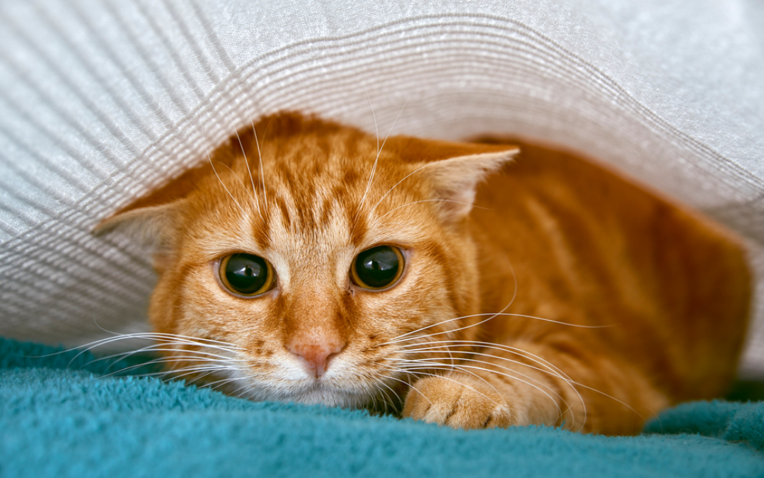Your Cat’s Fears and Phobias