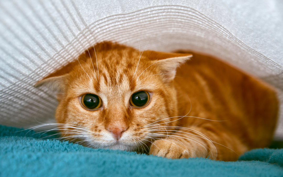 What Are Cats Scared Of? 6 Feline Fears & How to Help - Catster