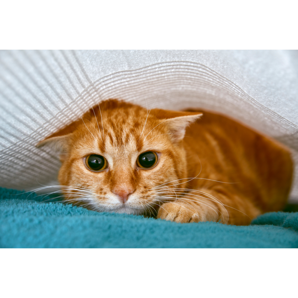 How To Tell If Your Cat Has Heat Exhaustion