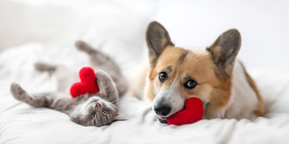 Protecting Your Pet’s Heart Health