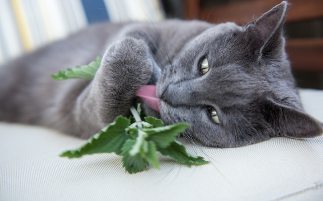 What Does Catnip Do To Cats Union Lake Veterinary Hospital