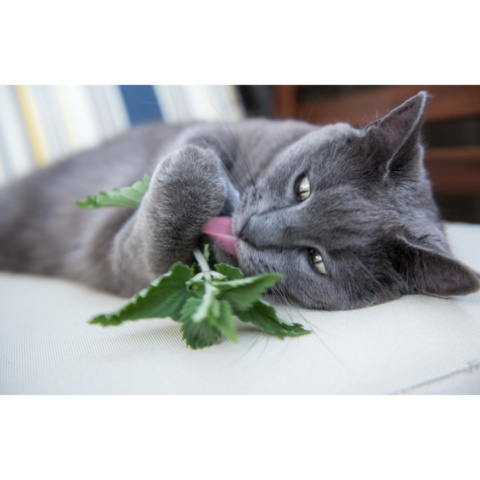 What Does Catnip Do to Cats? – Union Lake Veterinary Hospital
