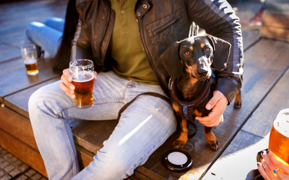 Can Dogs Have Beer?