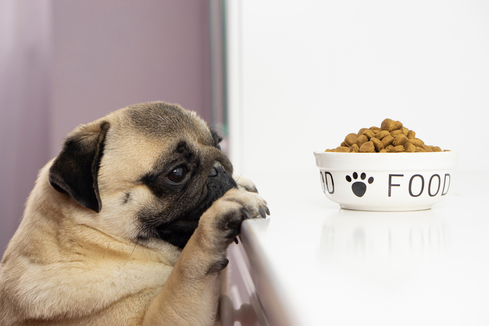 Ingredients to Avoid in Dog Food, Treats, and Bones