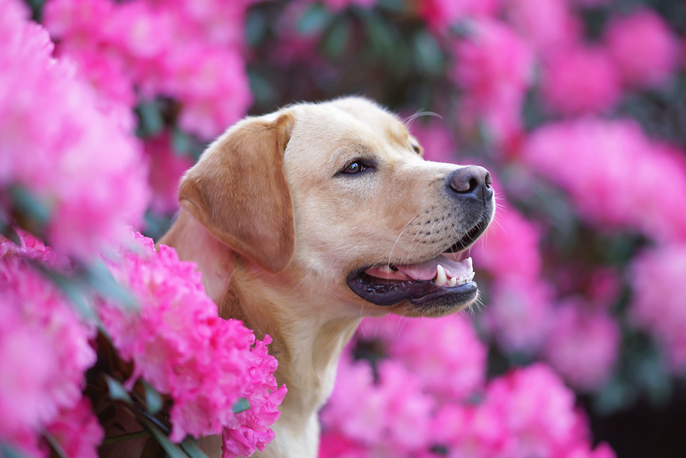 Why Do More Dogs Have Allergies Now?