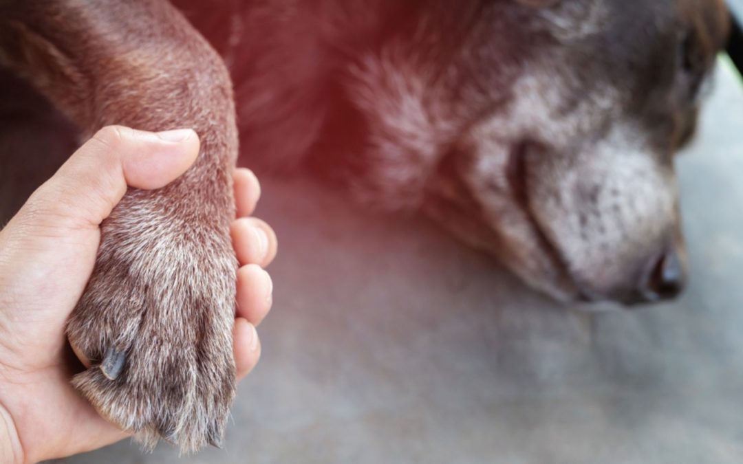 Forever Love: Why You Should Stay with Your Pet During Euthanasia – Union  Lake Veterinary Hospital