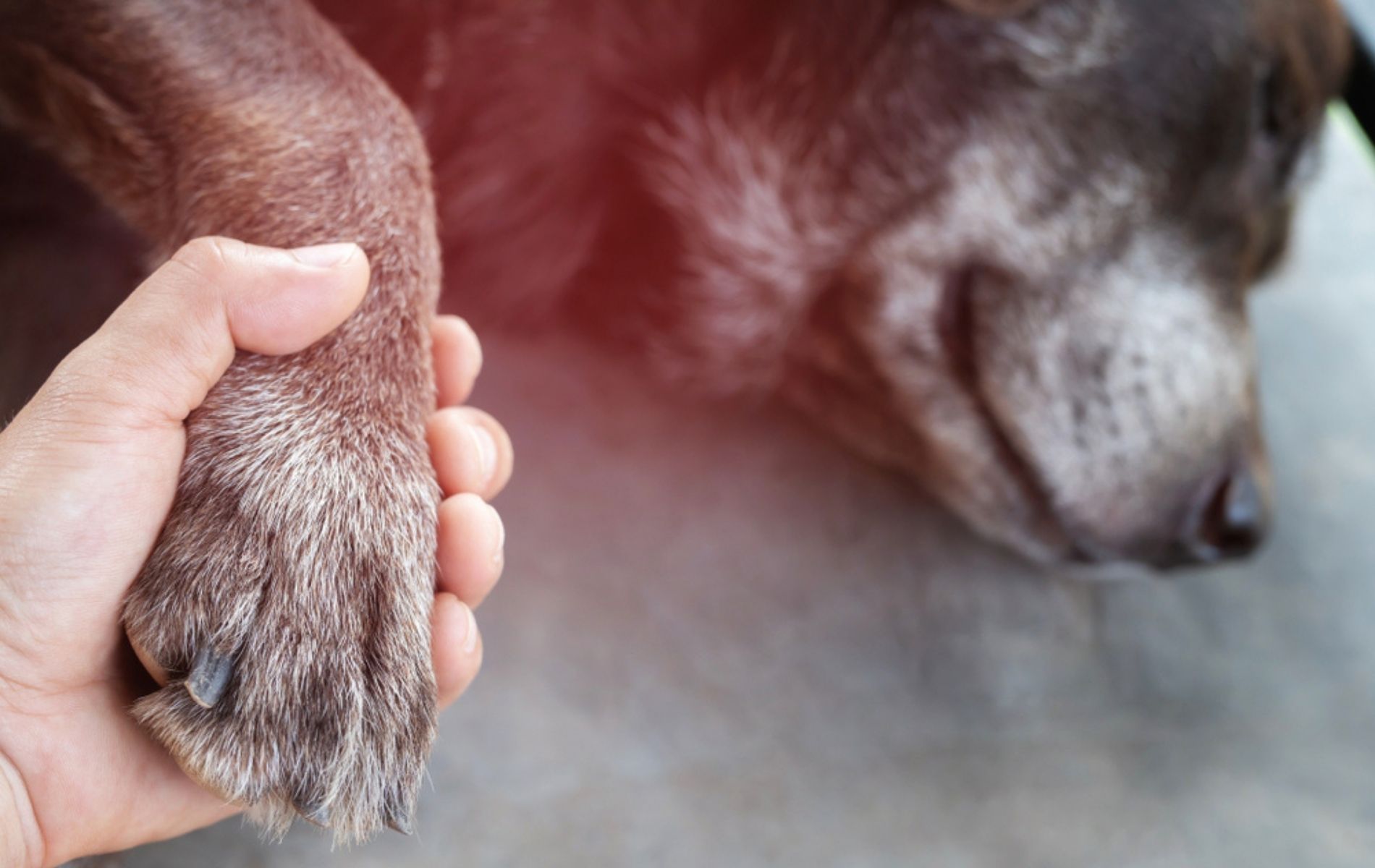 Animal Euthanasia