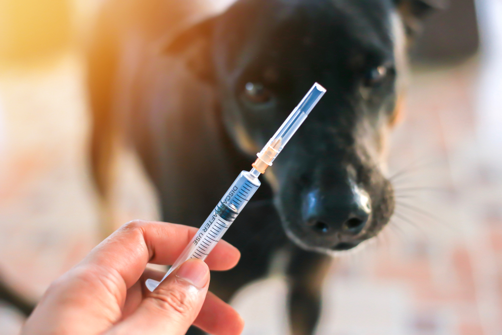 Easing the Stress of Injections to Pets