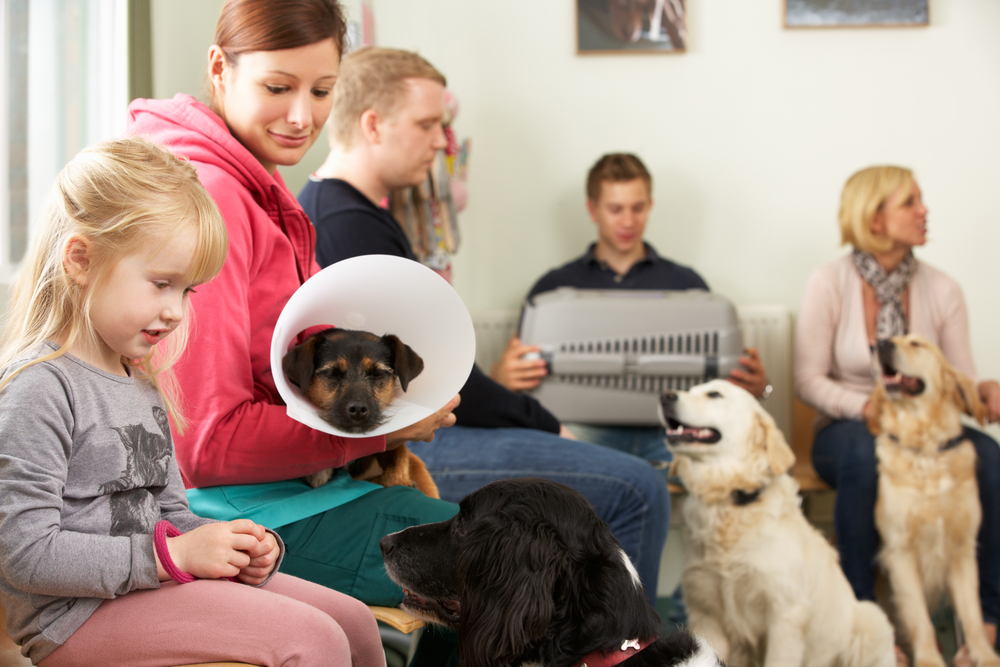 The New Realities of Pet Care