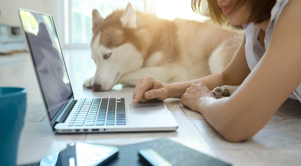 Husky staring intently at a laptop with its owner