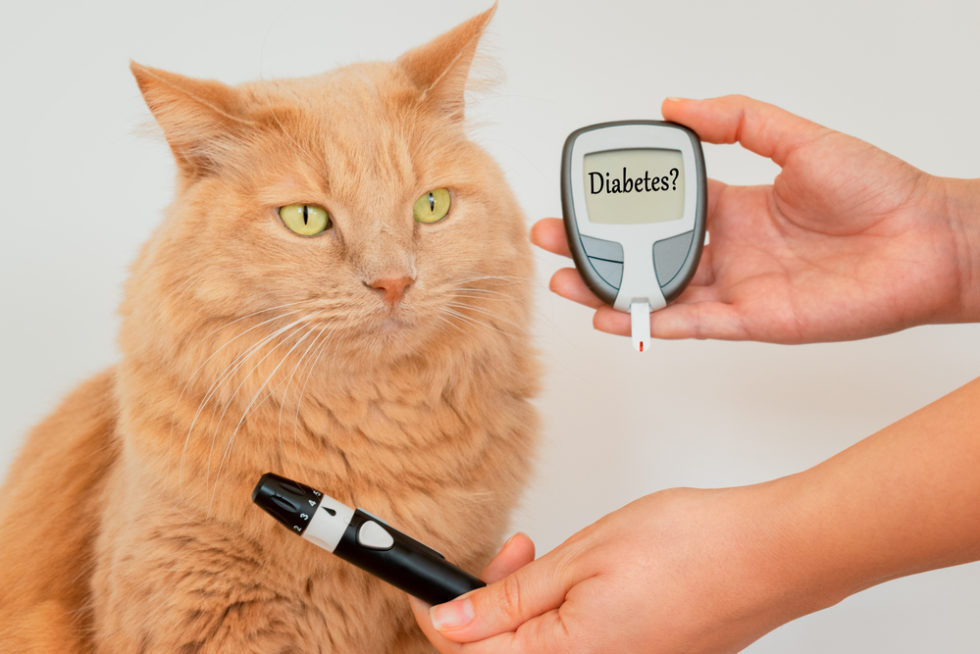Caring for a Pet with Diabetes Union Lake Veterinary Hospital
