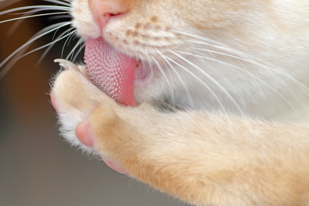 Fascinating Facts About Your Cat’s Tongue