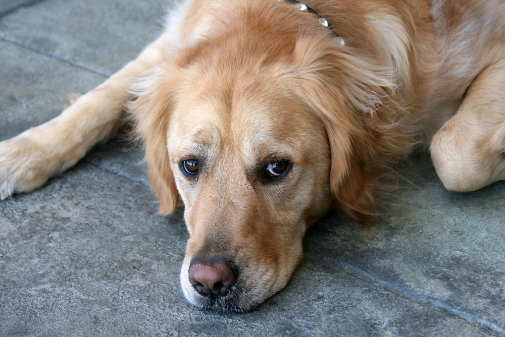 Dealing with Chronic Pain in Pets
