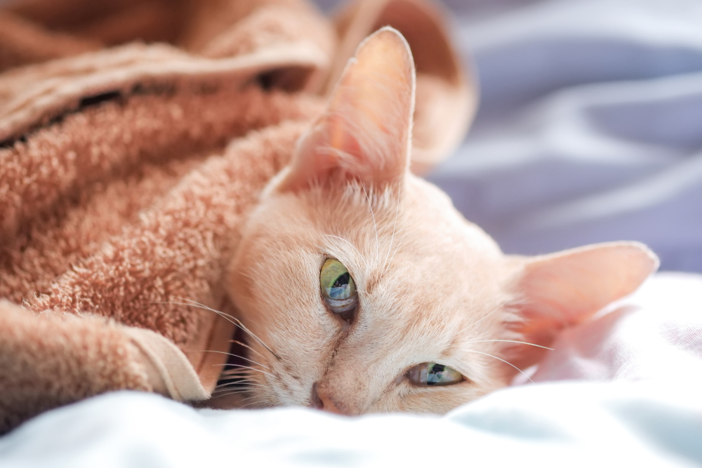 orange cat in blanket