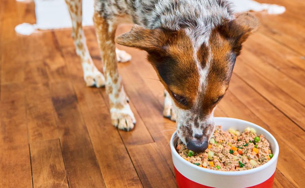 What Is Human-Grade Dog Food?