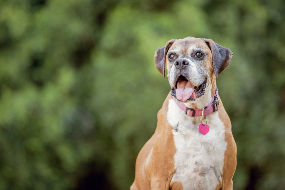 5 Signs of Heart Disease in Dogs