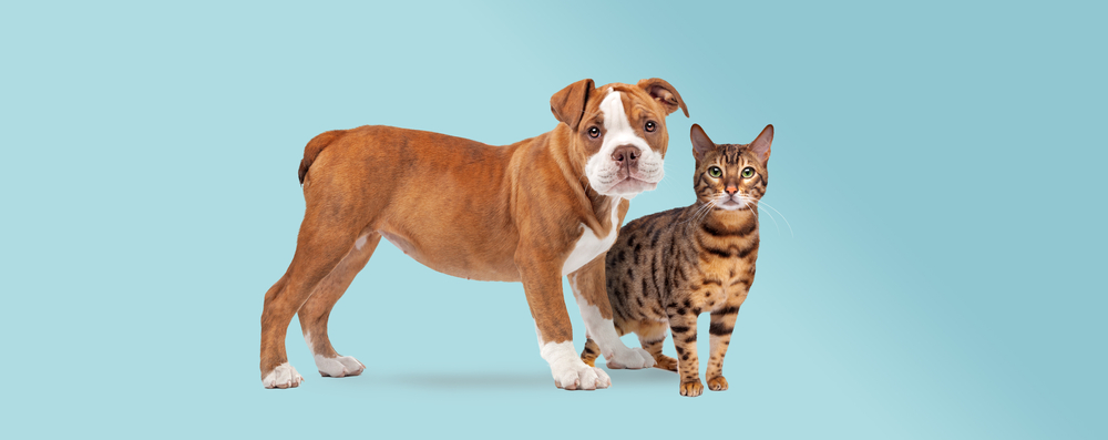 Urinary Blockage in Cats and Dogs