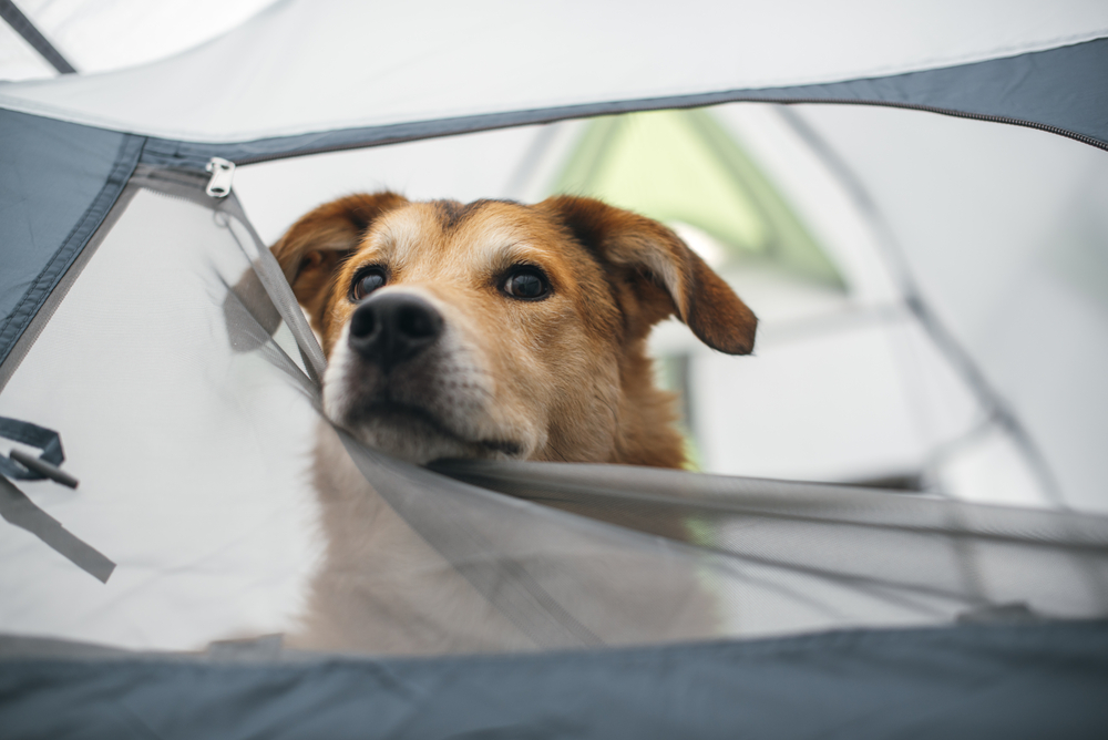 Stress-Free Camping with Your Dog