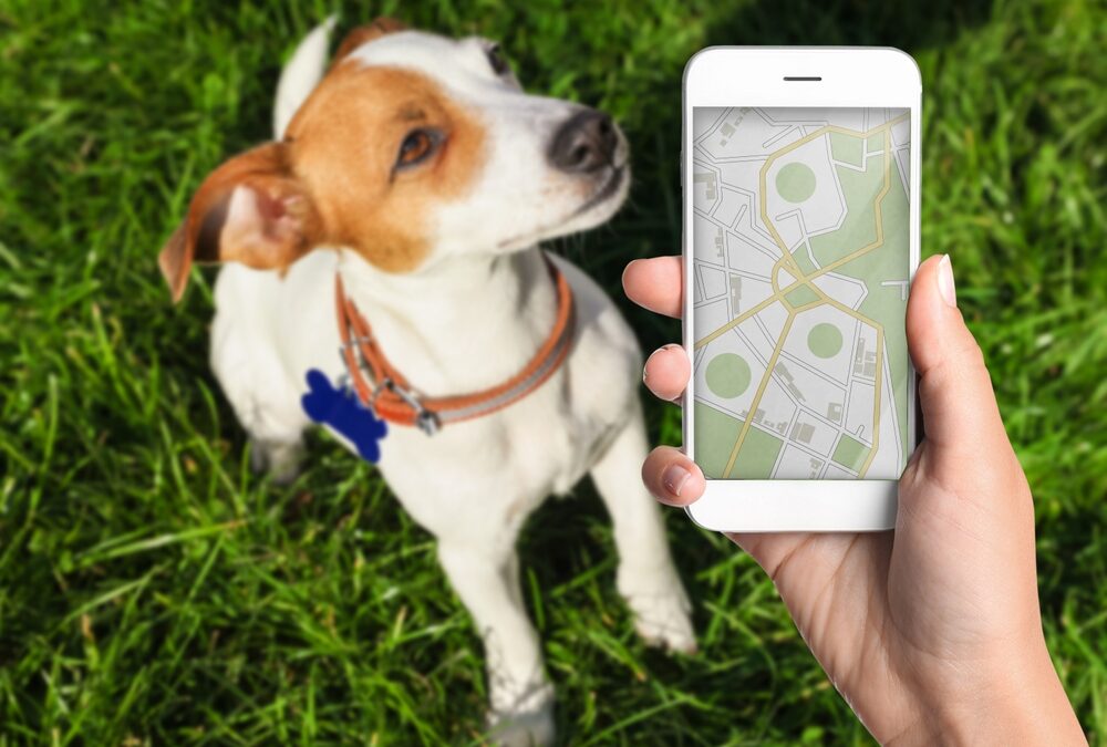 Best Tracking Devices for Pets
