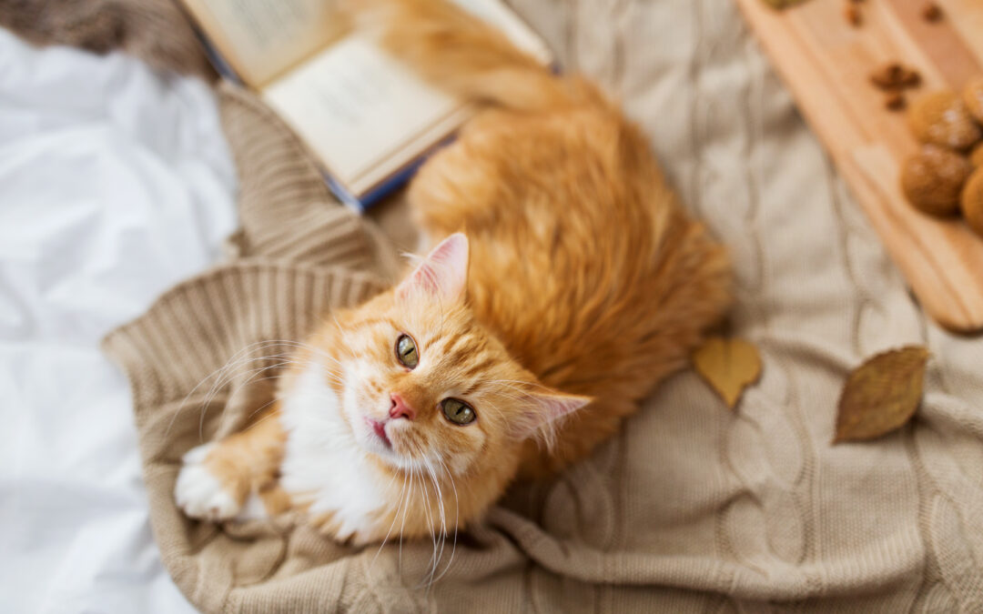 3 Things to Consider When Adopting a Cat