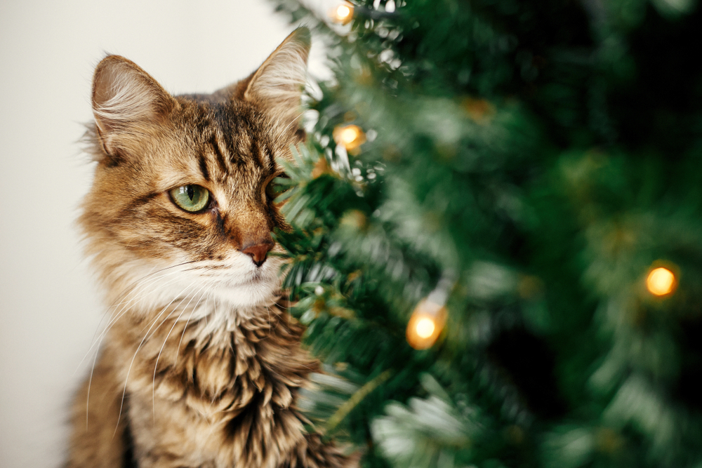 Cats vs. Christmas Tree: A Survival Guide