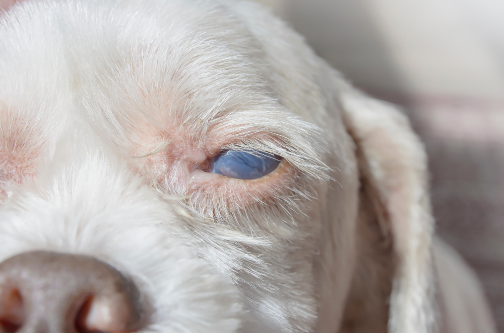 Eye Problems: Cataracts in Dogs
