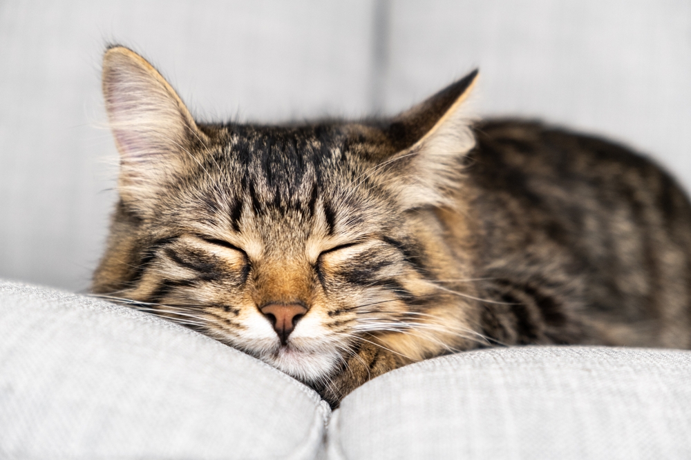 Why do cats sleep so much?