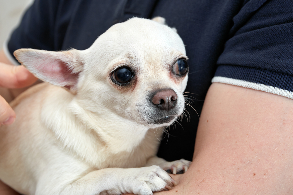 4 Reasons Your Pet Is Anxious Around Men