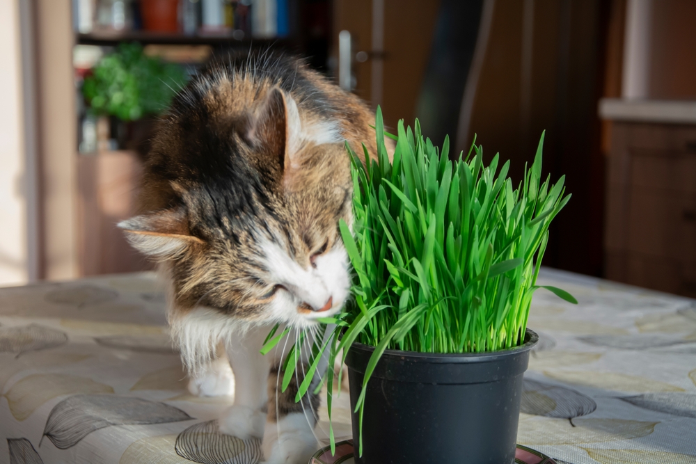 The Health Benefits of Cat Grass for Indoor Cats