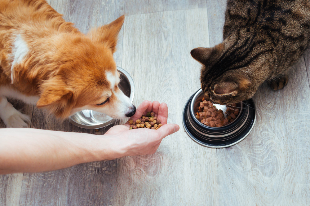 Common Food Allergies in Pets