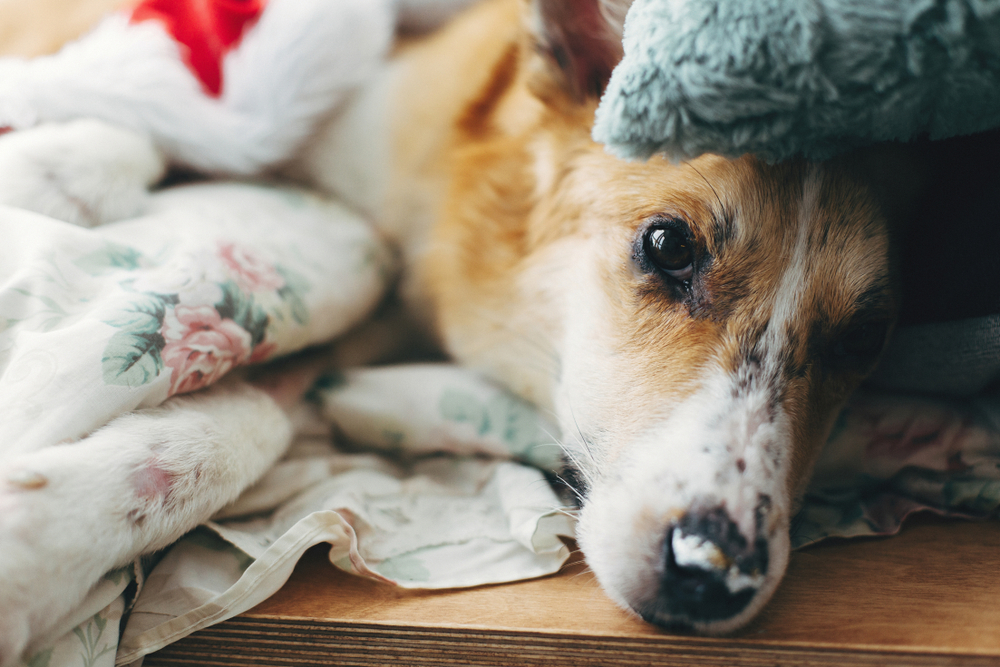 Veterinary Urgent Care or Emergency Room: Which Does Your Pet Need?