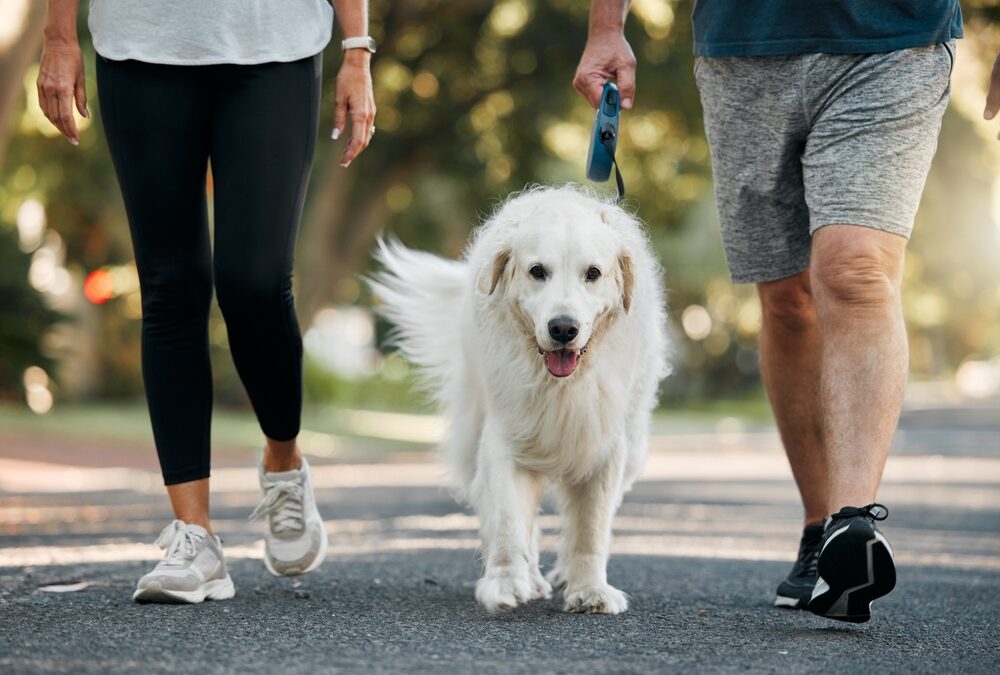 Mobility Support Tools for Senior Pets