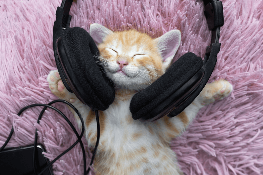Cats and Music: What Sounds Calm Them (and What to Avoid)