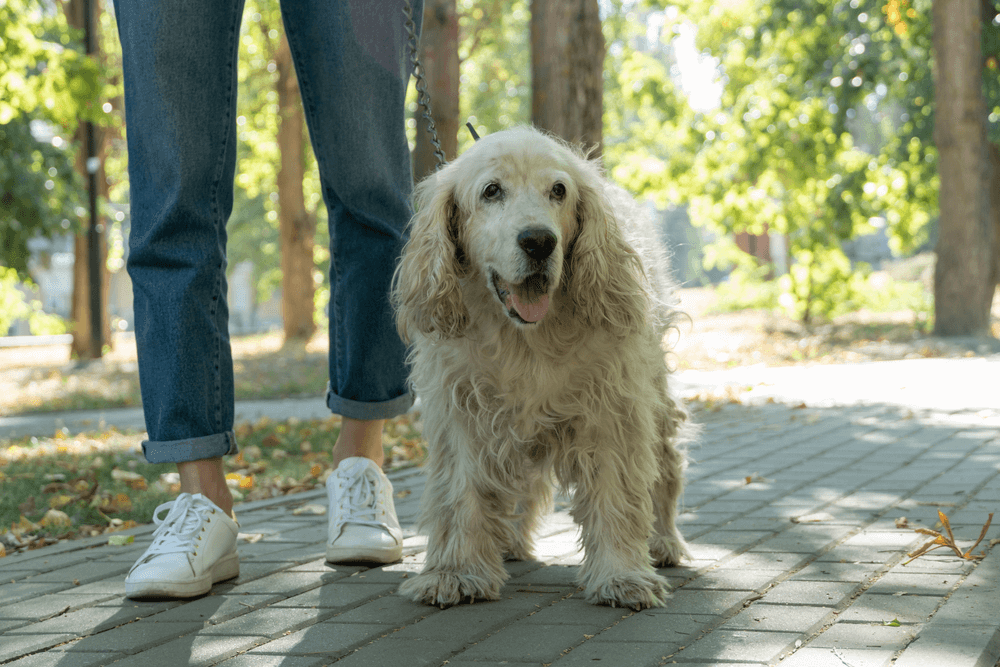 Joint Injections for Pets: How They Can Help with Arthritis and Mobility