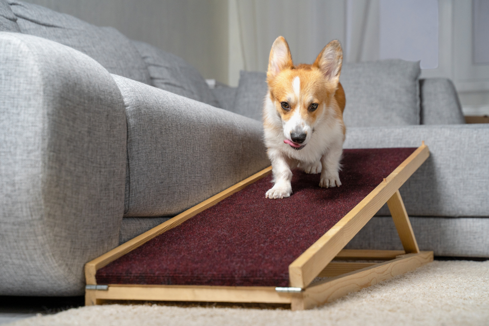 Help Your Dog Live More Comfortably with a CCL Injury Without Surgery
