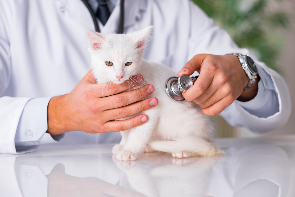 Your Pet’s First Vet Visit: What to Expect
