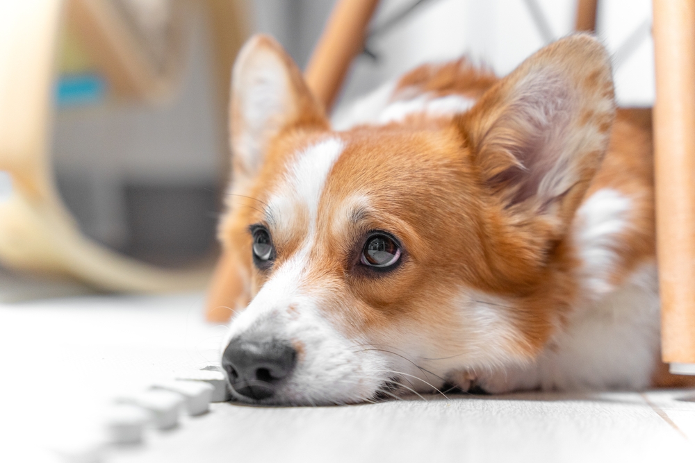 Why Behavior Changes in Pets Are Often Medical – Not “Bad Behavior”
