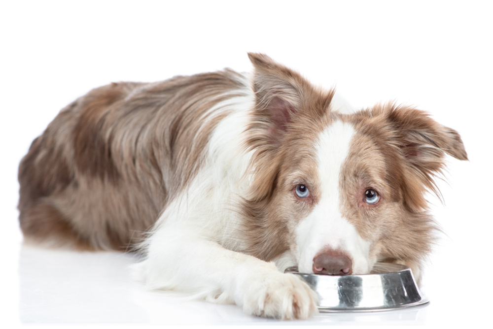 Subtle Signs Your Pet Is in Pain (That Most Owners Miss)