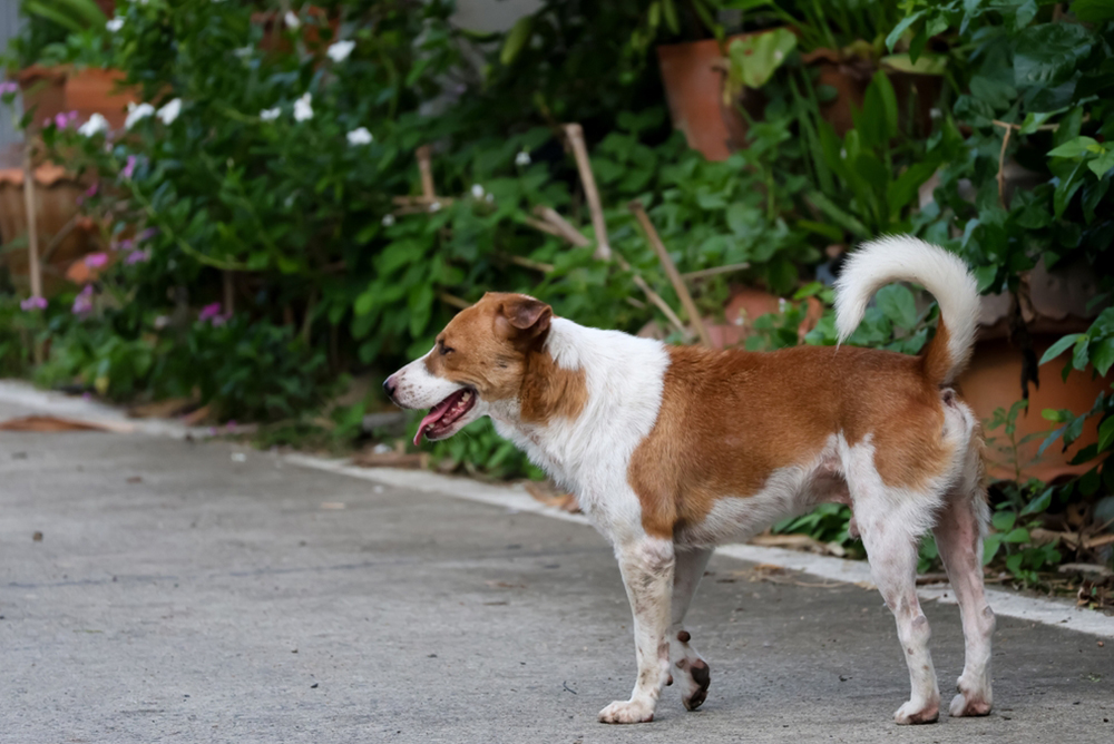 Why Does My Dog Skip or Hop When Walking?
