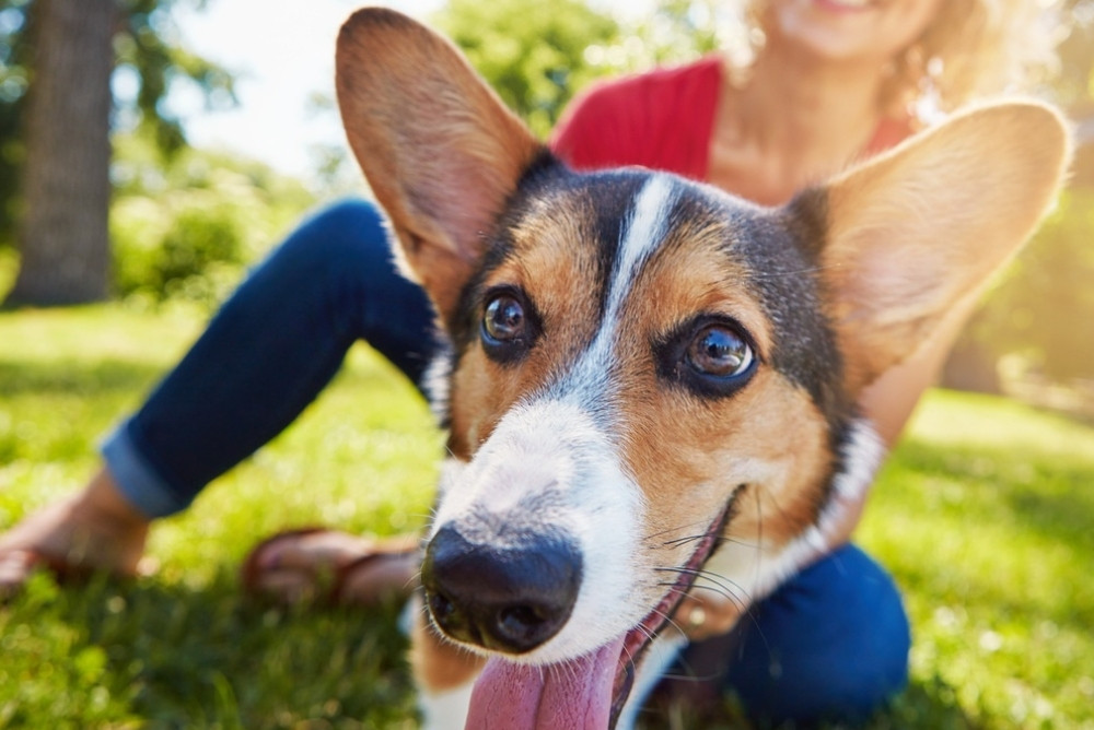 Injectable Parasite Prevention for Dogs That Protects for 6-12 Months