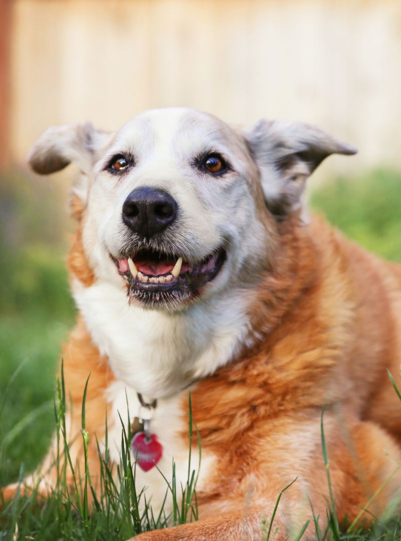 a senior dog lying on grass