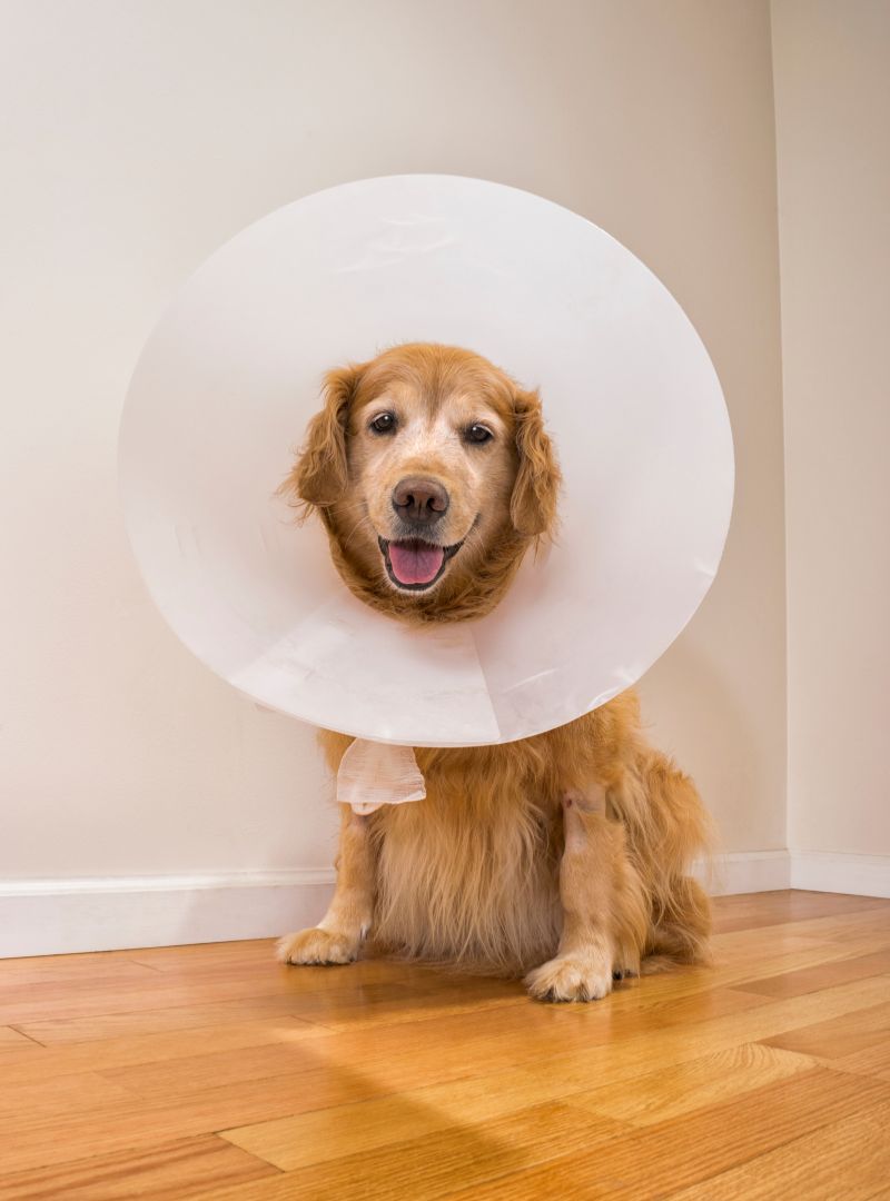 Senior dog wearing e-collar after surgery