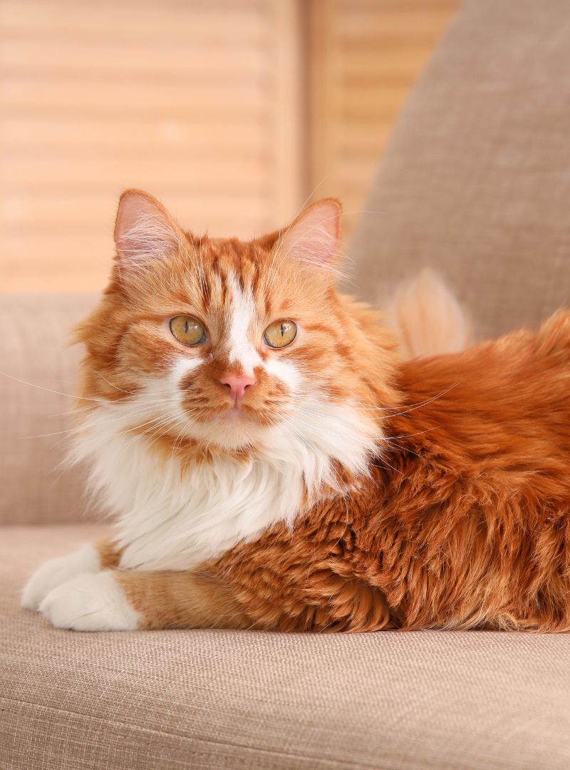 a cat lying on a sofa indoors