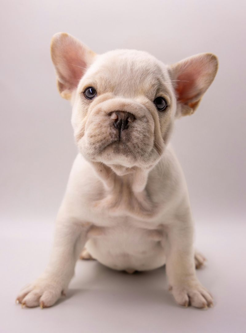 Adorable French Bulldog Puppy