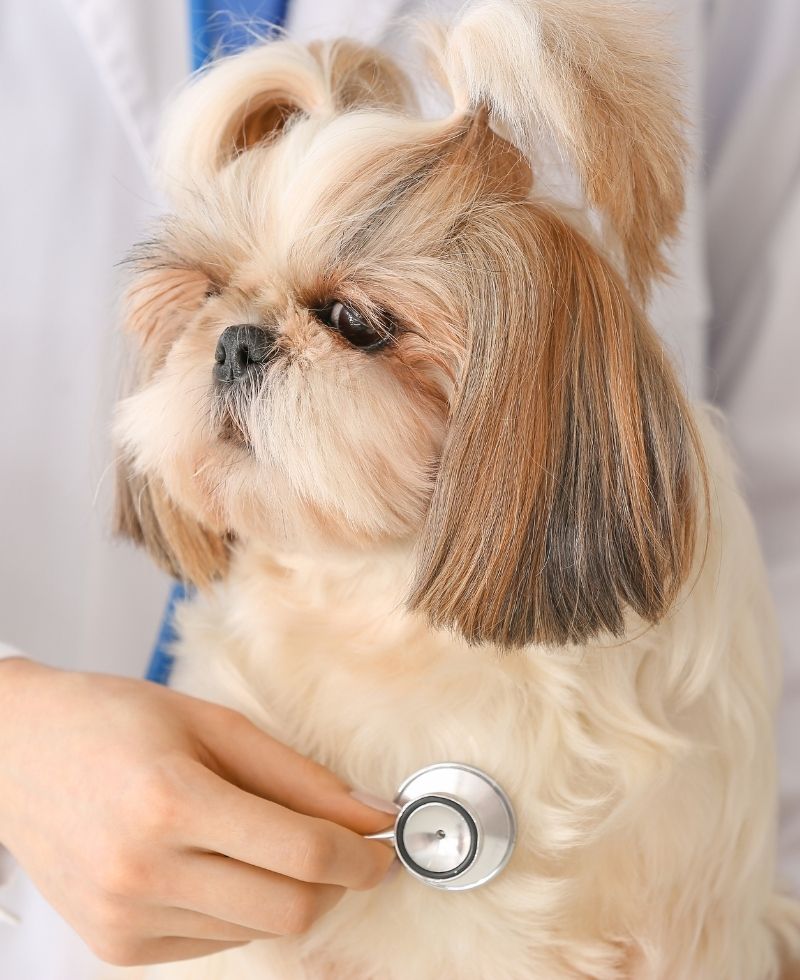 vet examining a dog with stethoscope