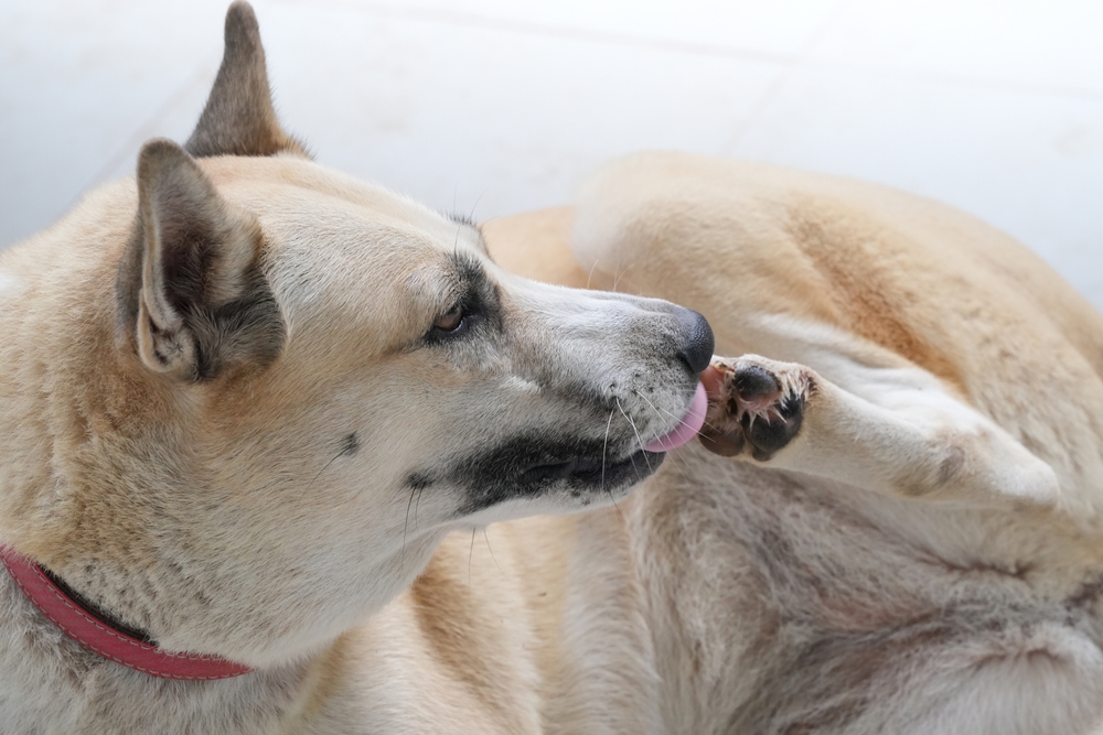 Why Does My Dog Keep Licking Their Paws?